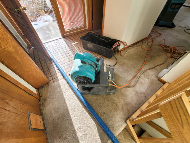 Best Basement water damage restoration  in Campbellsville, KY